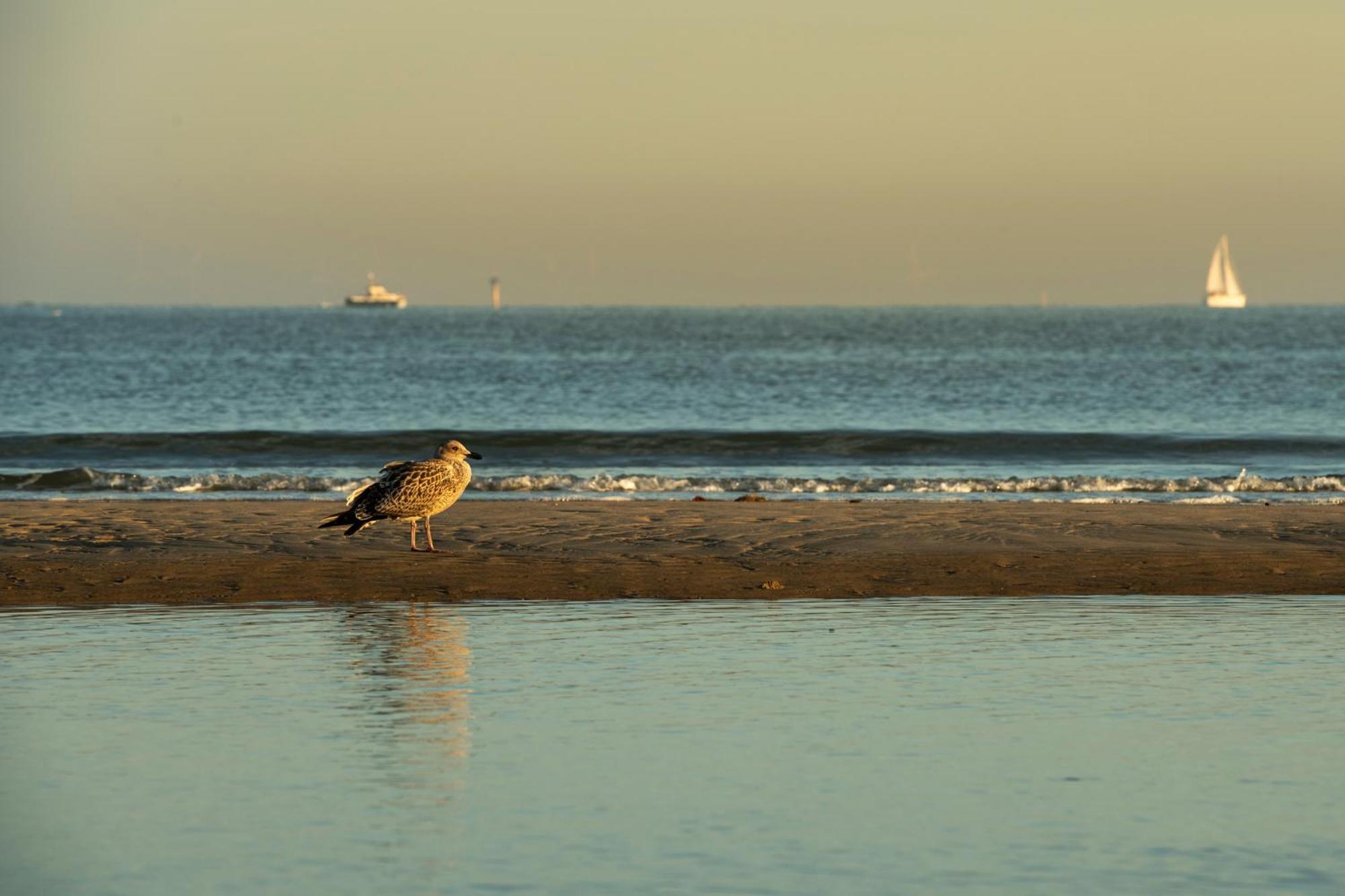 Beachside * Blankenberge